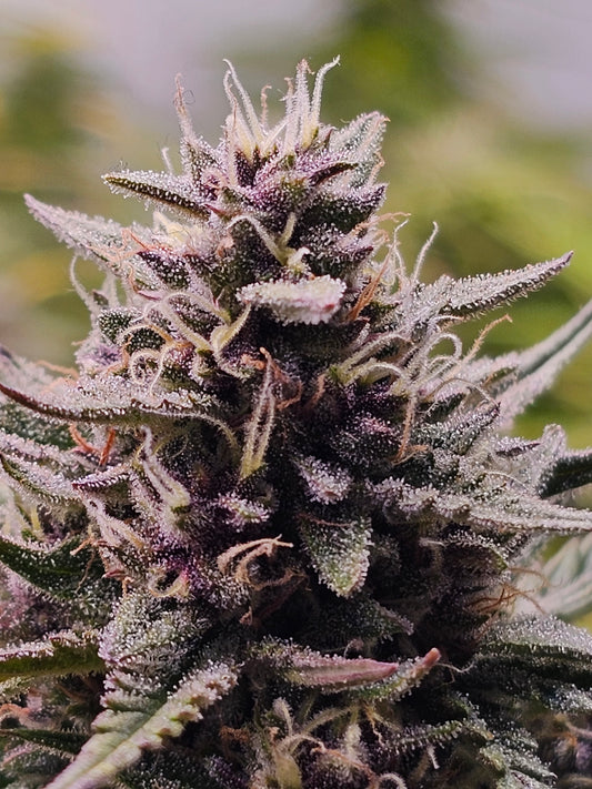 HW Seeds Co. -Super Northern Lights