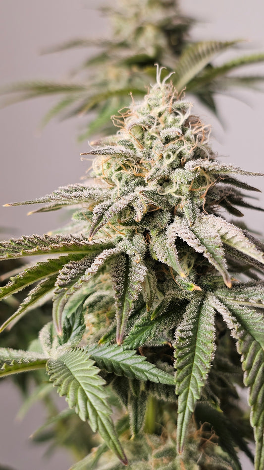 HW Seeds Co. Permanent Marker - Premium Cannabis Samen