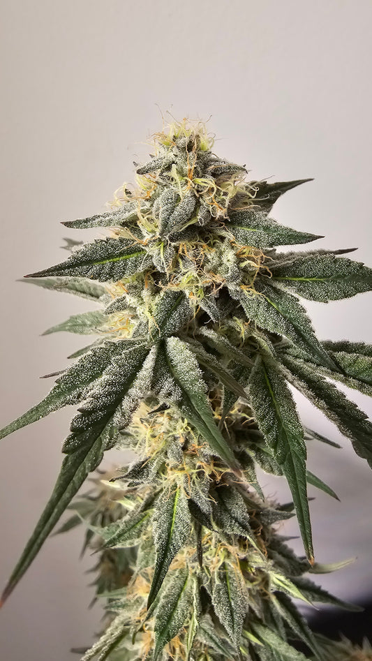 HW Seeds Co. Zereal Z - Premium Cannabis Samen