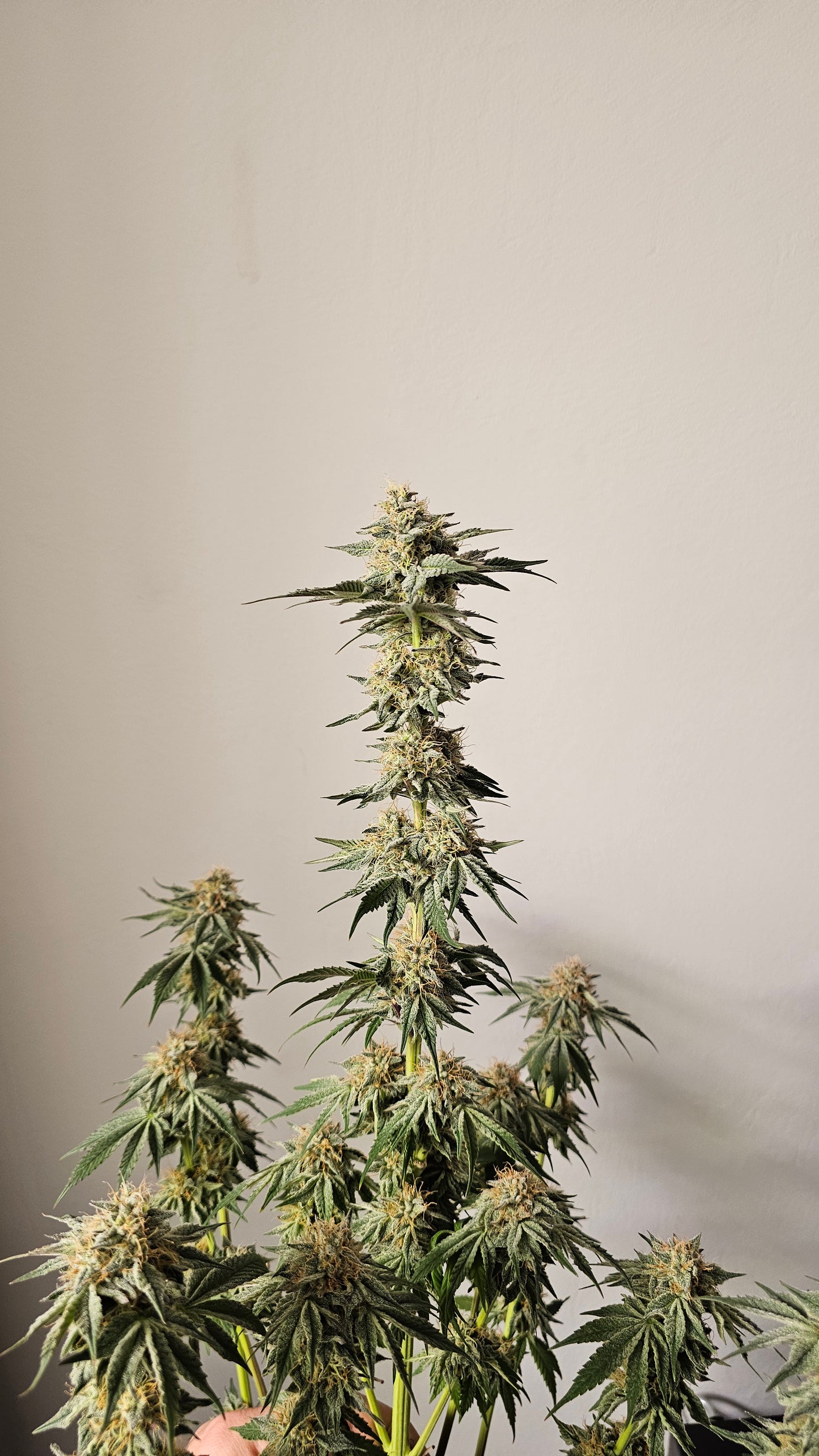 HW Seeds Co. Zereal Z - Premium Cannabis Samen