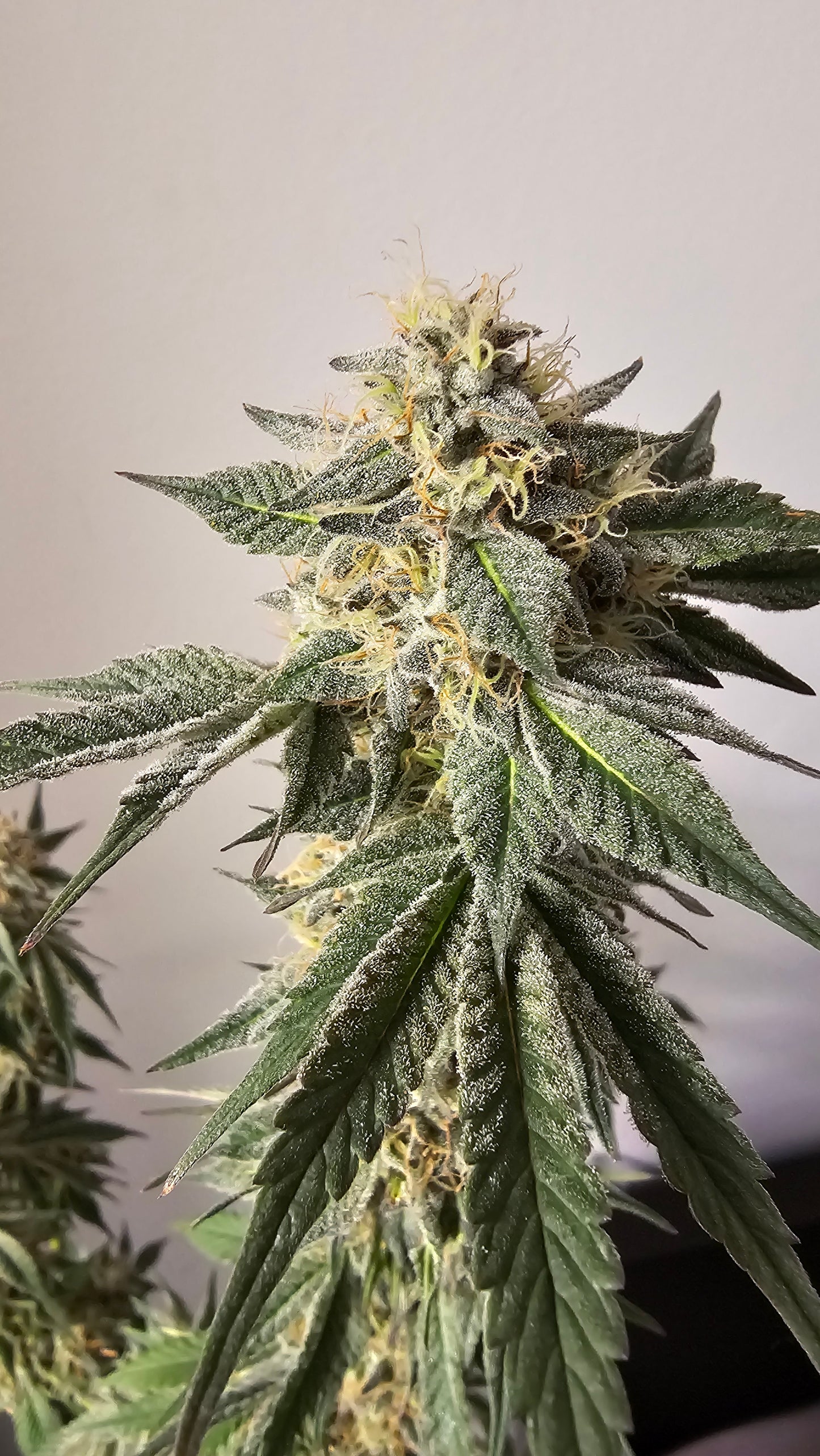 HW Seeds Co. Zereal Z - Premium Cannabis Samen