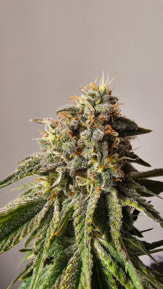 Berry Pie - Premium Cannabis Samen | HW Seeds Co.