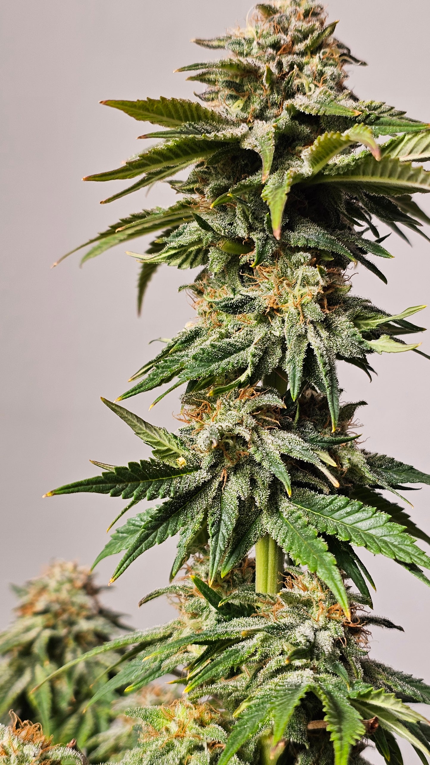 Berry Pie - Premium Cannabis Samen | HW Seeds Co.