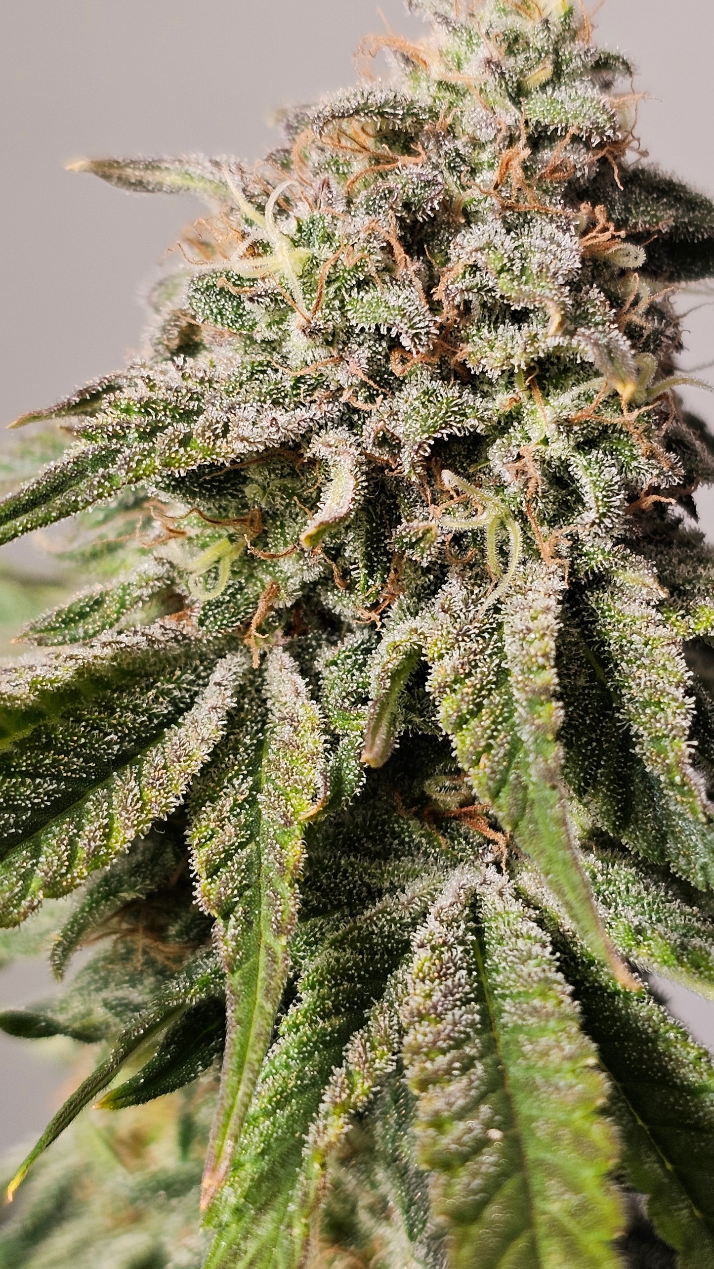 Berry Pie - Premium Cannabis Samen | HW Seeds Co.