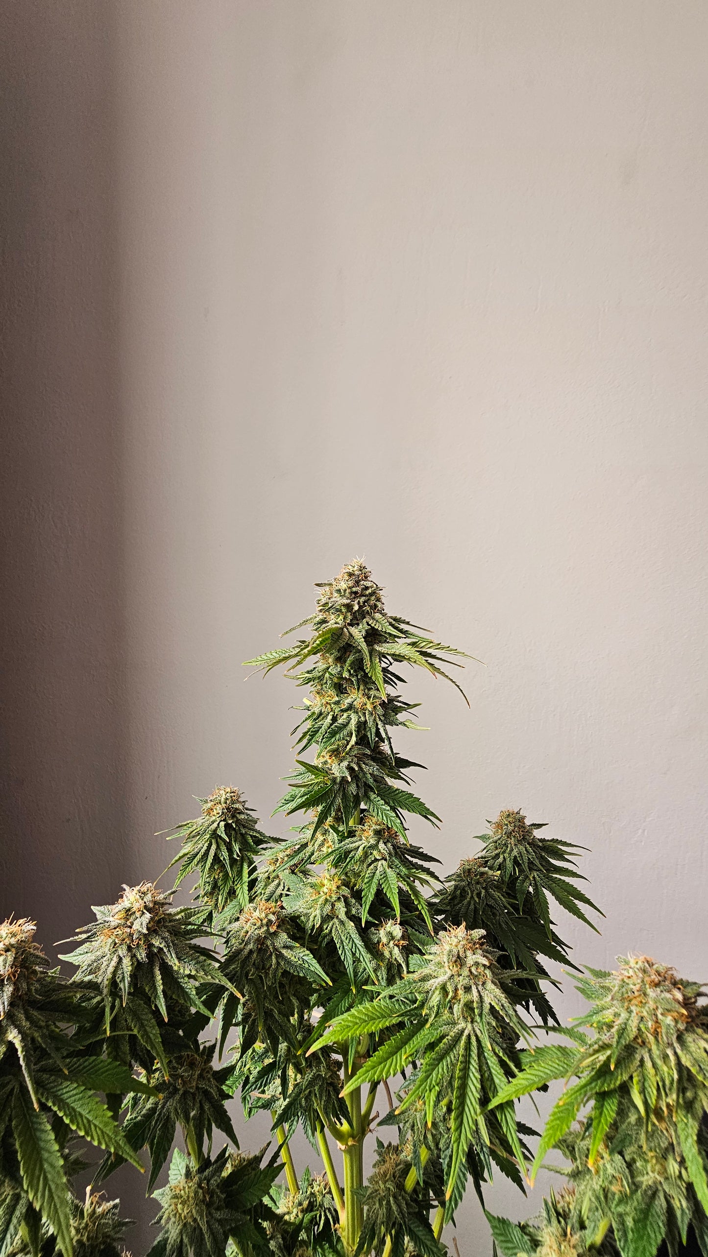 Berry Pie - Premium Cannabis Samen | HW Seeds Co.