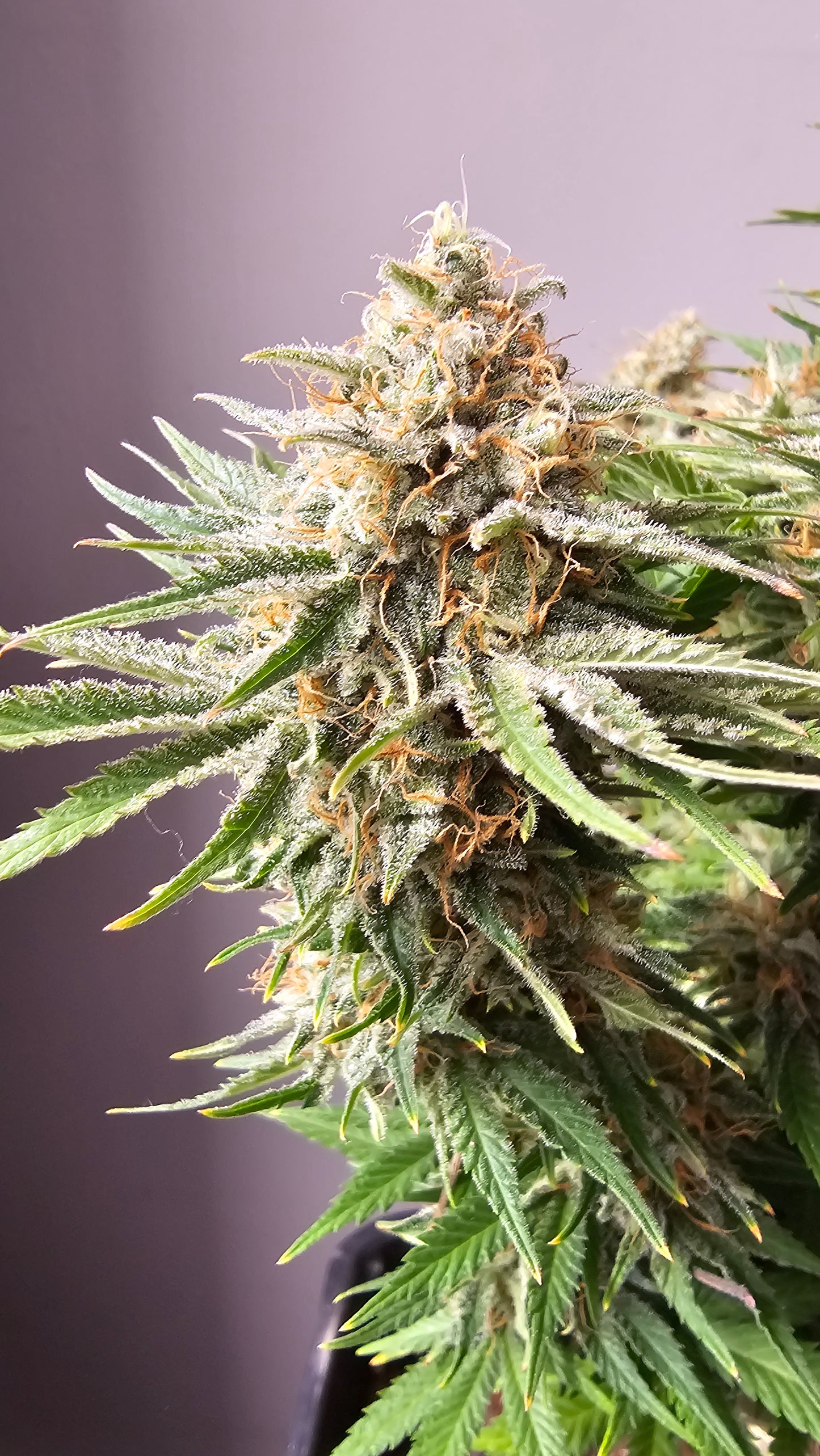 HW Seeds Co. Biscotti - Premium Cannabis Samen
