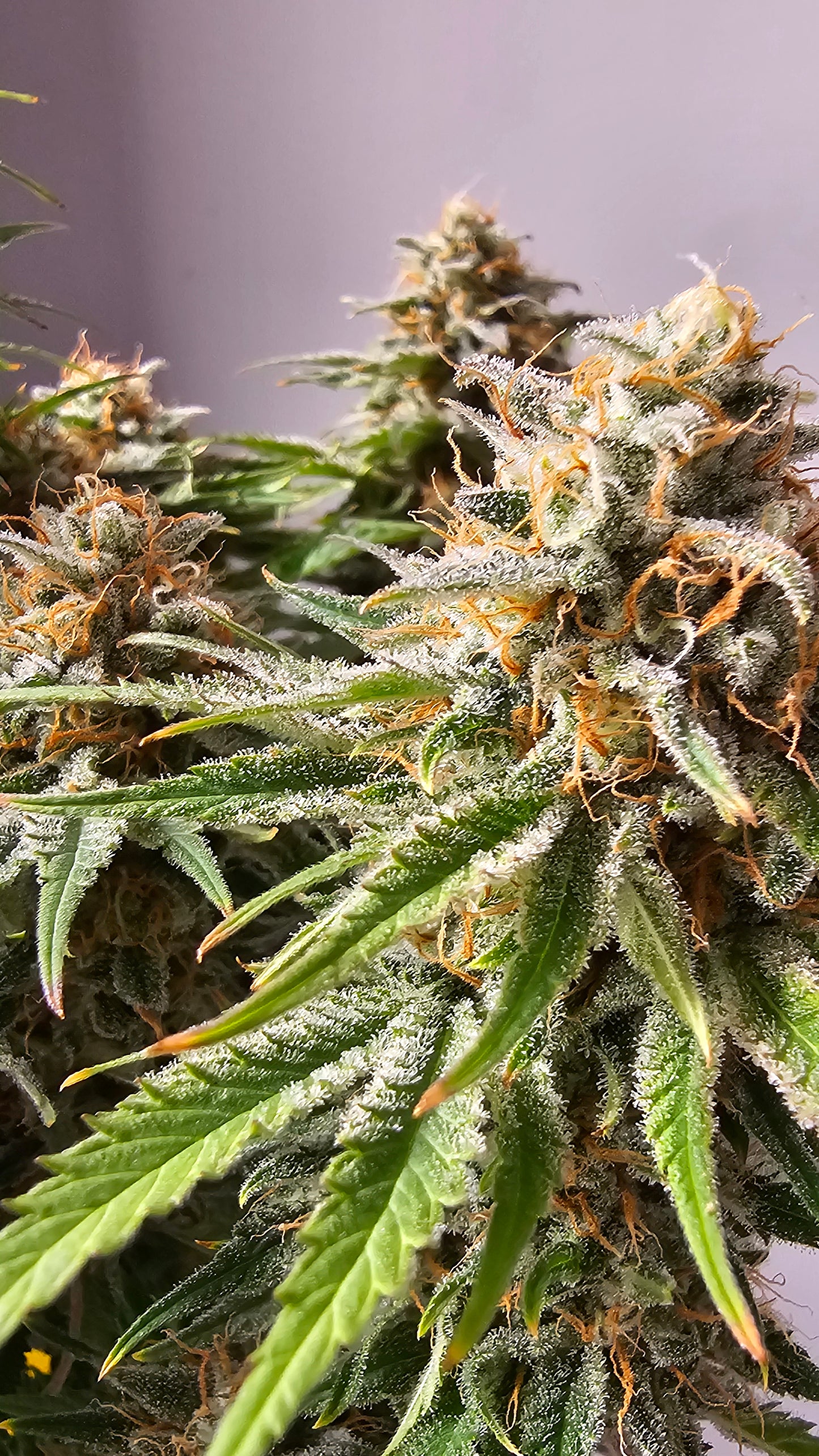 HW Seeds Co. Biscotti - Premium Cannabis Samen