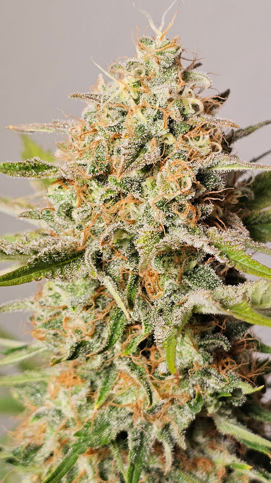 HW Seeds Co. Biscotti - Premium Cannabis Samen