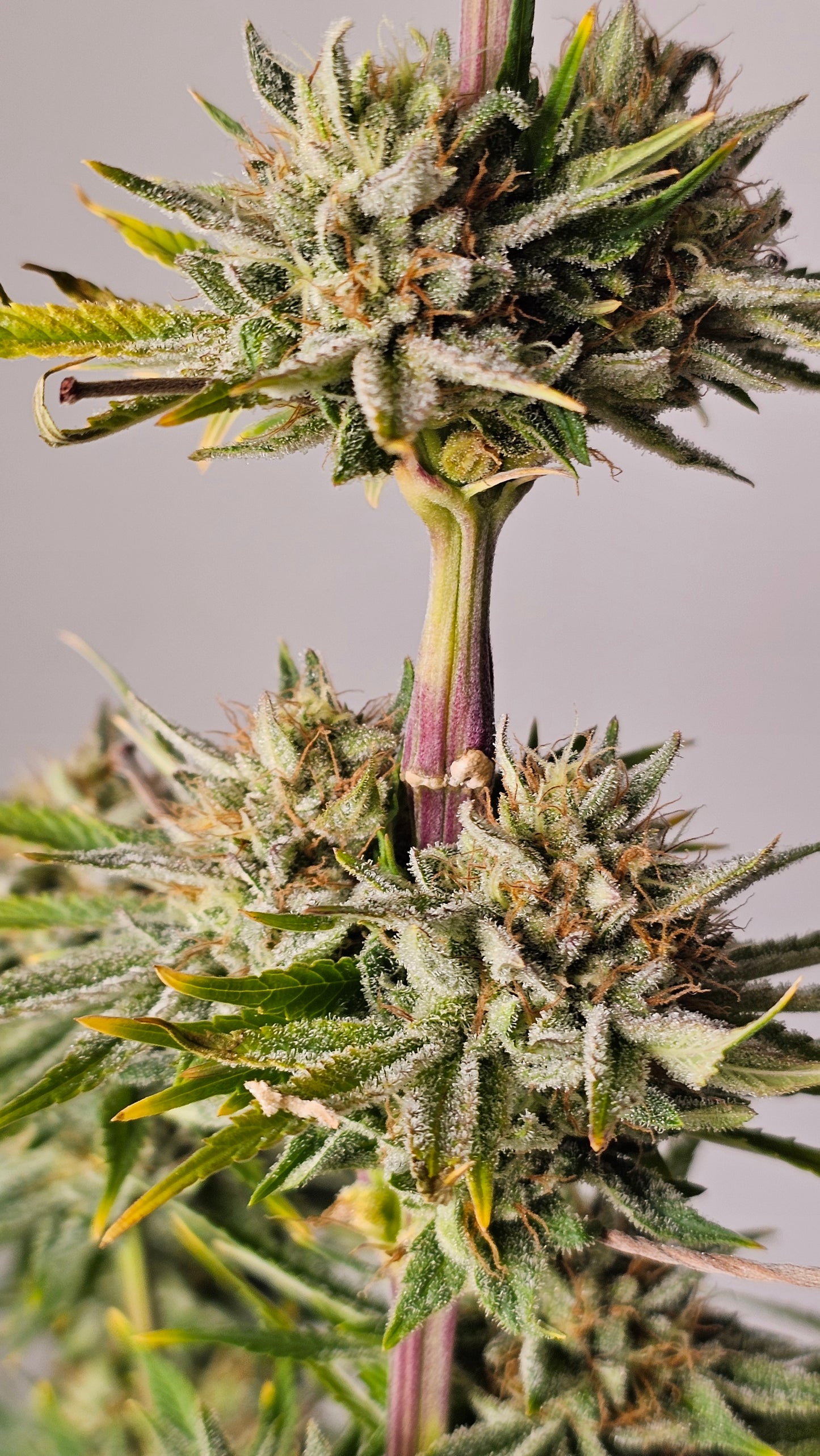 OreoZ - Premium Cannabis Samen | HW Seeds Co.
