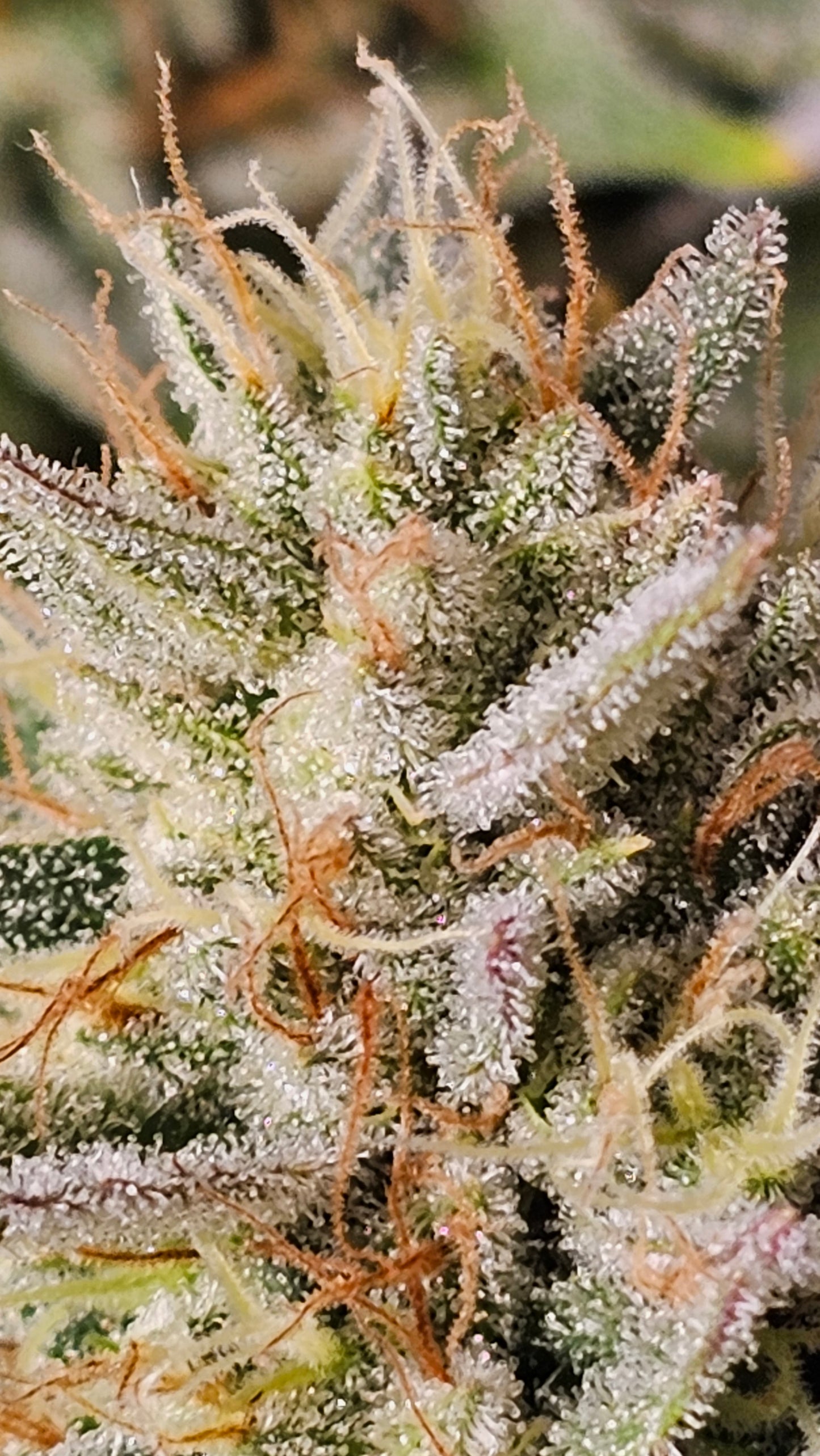 OreoZ - Premium Cannabis Samen | HW Seeds Co.