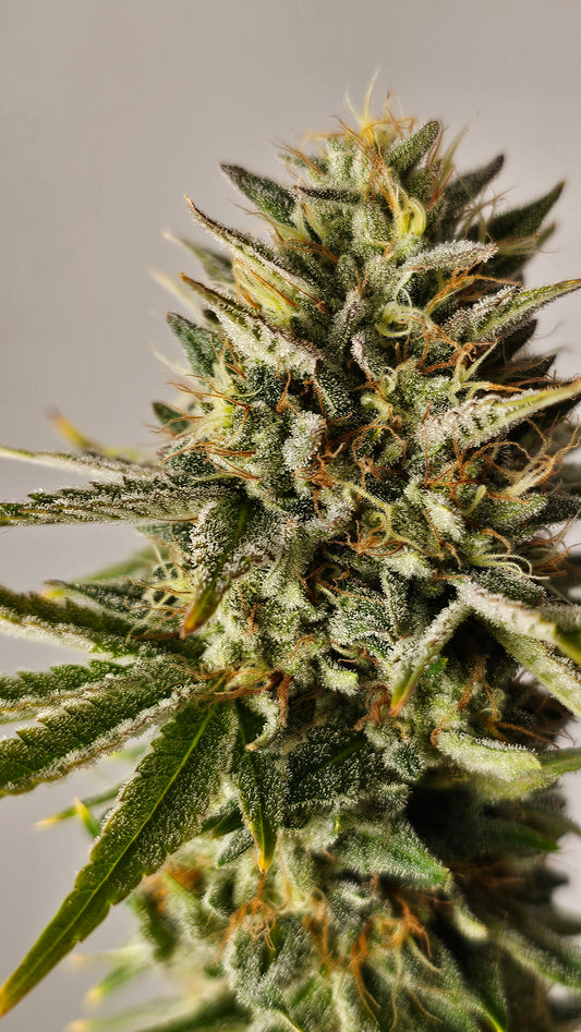 OreoZ - Premium Cannabis Samen | HW Seeds Co.
