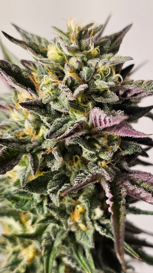 Gary Payton - Premium Cannabis Samen | HW Seeds Co.