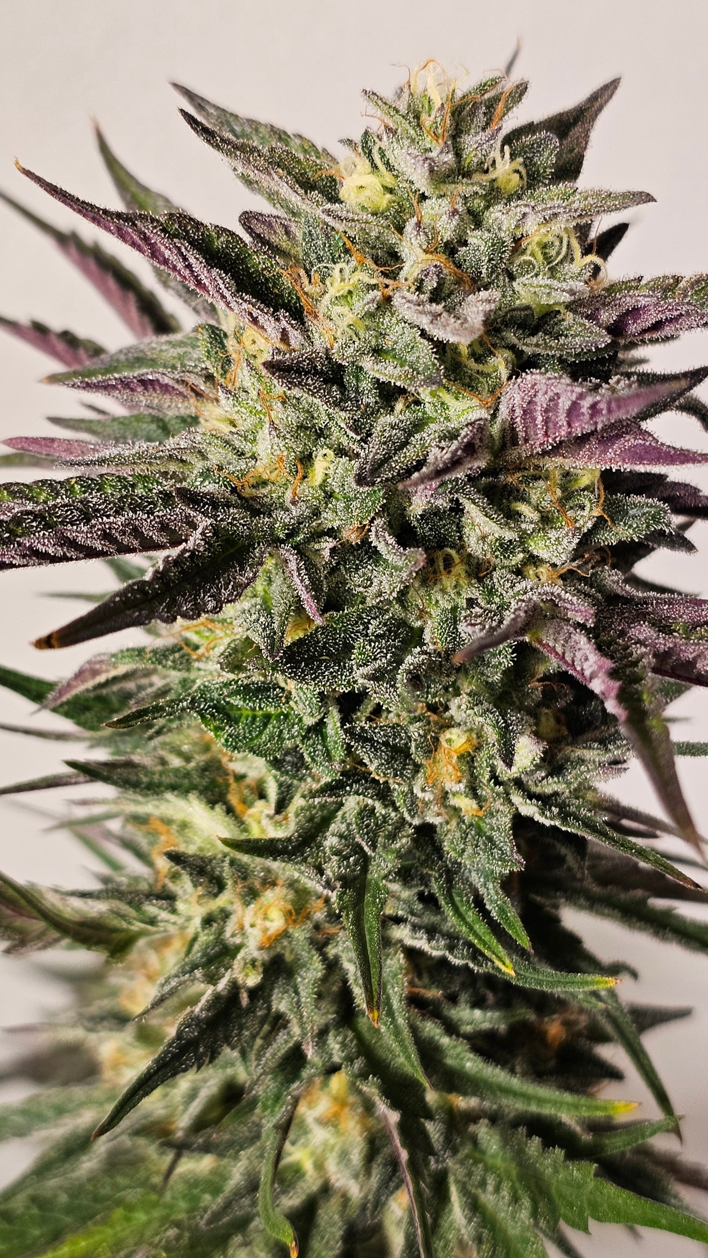 Gary Payton - Premium Cannabis Samen | HW Seeds Co.