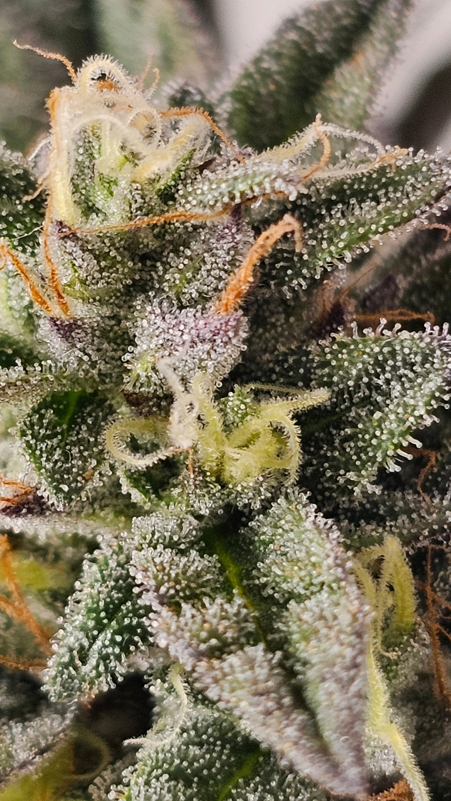 Gary Payton - Premium Cannabis Samen | HW Seeds Co.