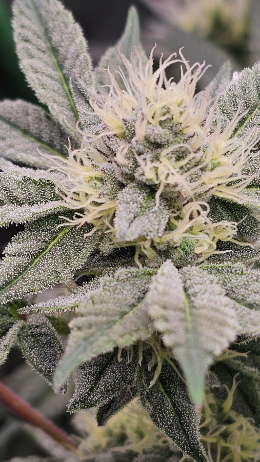 Animal Runtz - Premium Cannabis Samen | HW Seeds Co.