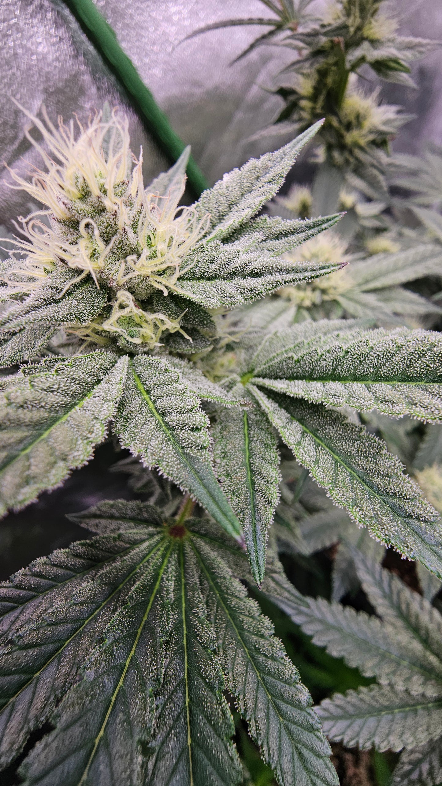 Animal Runtz - Premium Cannabis Samen | HW Seeds Co.
