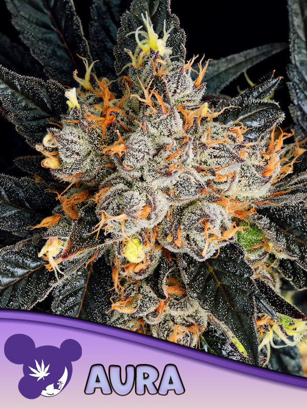 Anesia Seeds / Aura