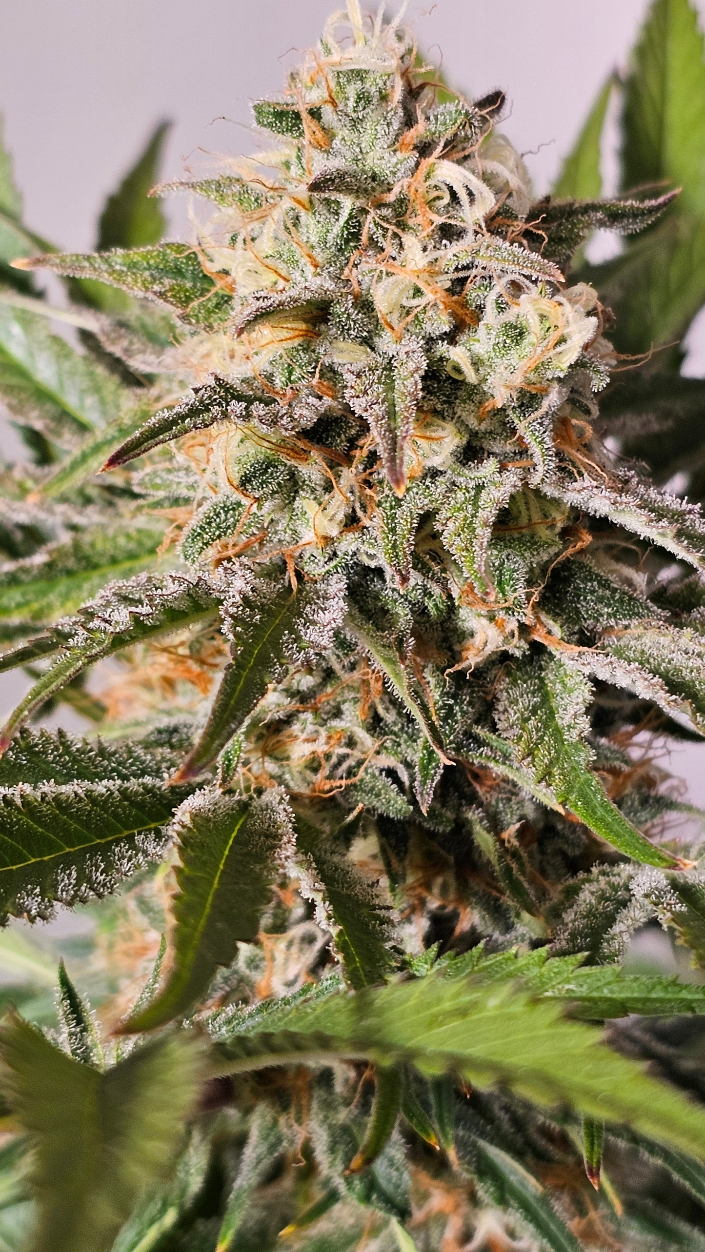 HW Seeds Co. Biscotti - Premium Cannabis Samen