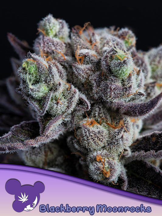Anesia Seeds / Blackberry Moonrocks