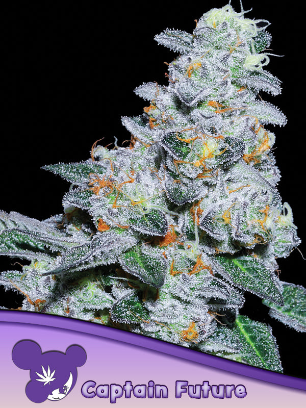 Anesia Seeds / Captain Future