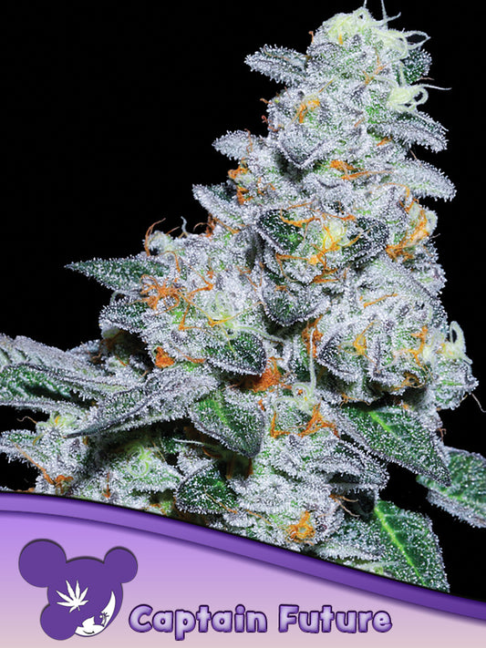 Anesia Seeds / Captain Future