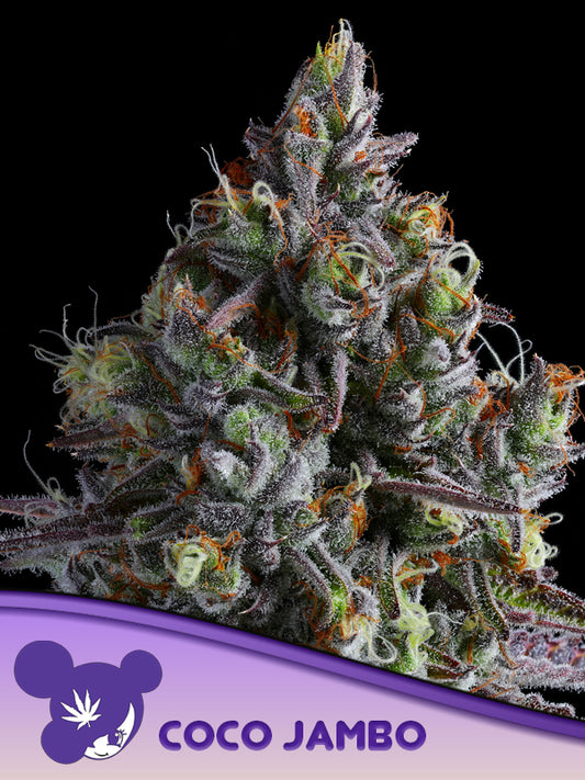 Anesia Seeds / Coco Jambo