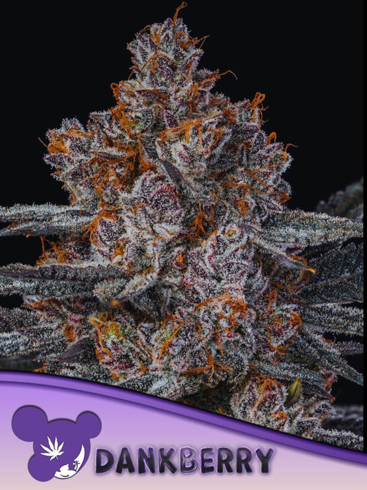 Anesia Seeds / Dankberry