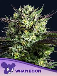 Anesia Seeds / Wham Boom