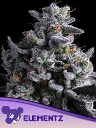 Anesia Seeds / Elementz