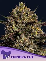 Anesia Seeds / Chimera Cut