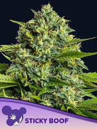 Anesia Seeds / Sticky Boof