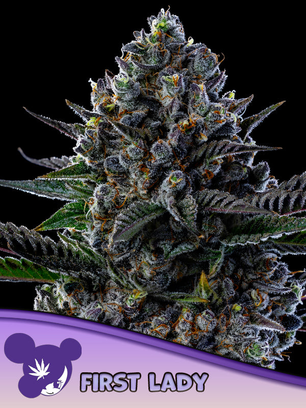 Anesia Seeds / First Lady