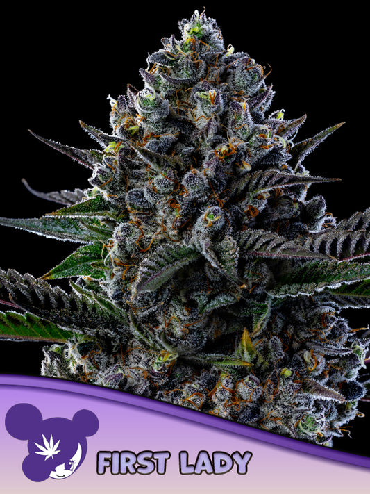Anesia Seeds / First Lady