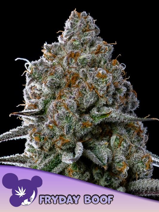 Anesia Seeds / Fryday Boof