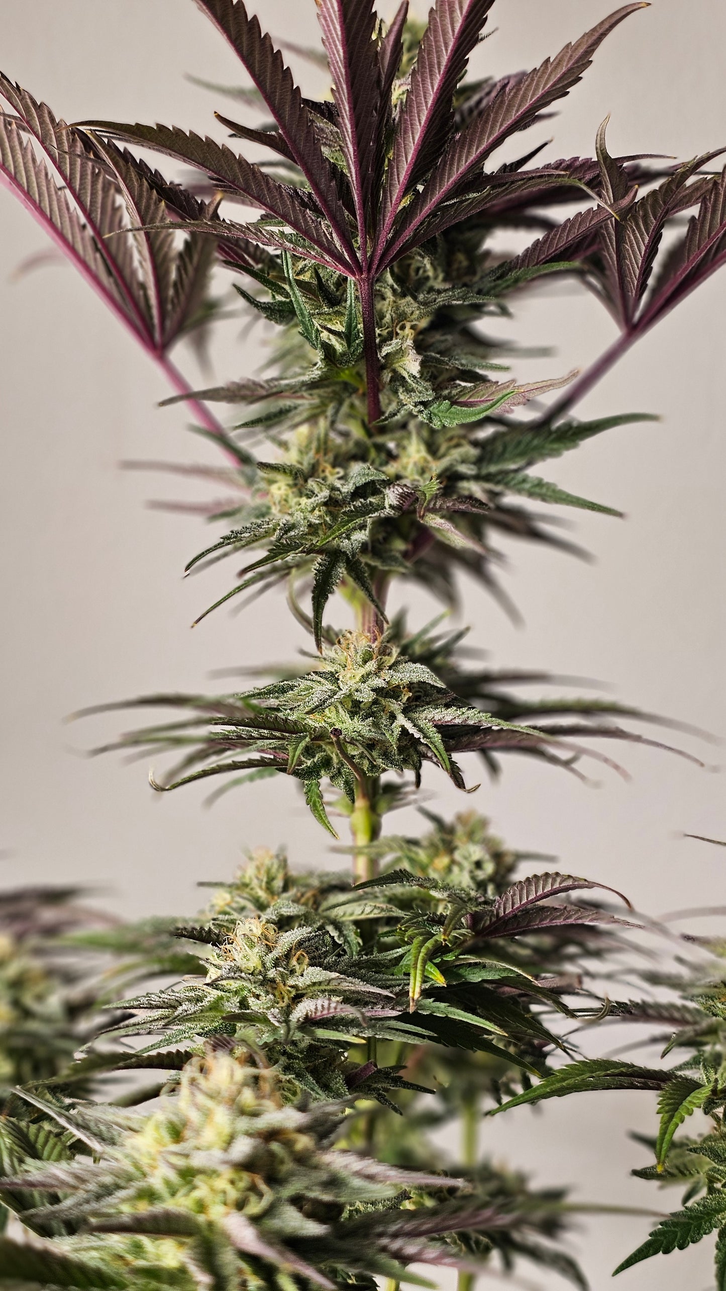 Gary Payton - Premium Cannabis Samen | HW Seeds Co.