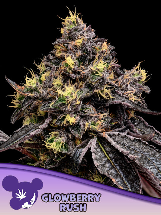 Anesia Seeds / Glowberry Rush