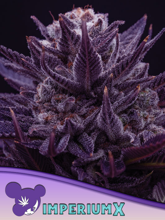 Anesia Seeds / Imperium X