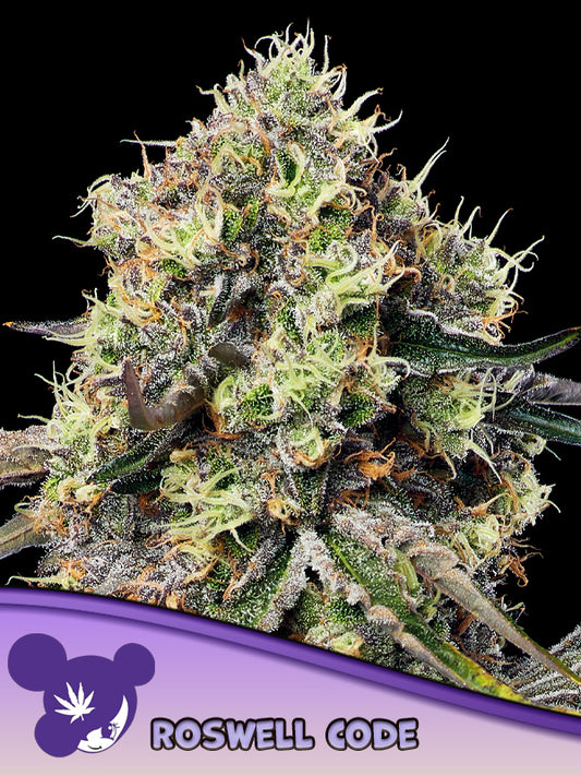 Anesia Seeds / Roswell Code