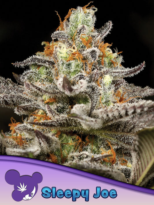 Anesia Seeds / Sleepy Joe