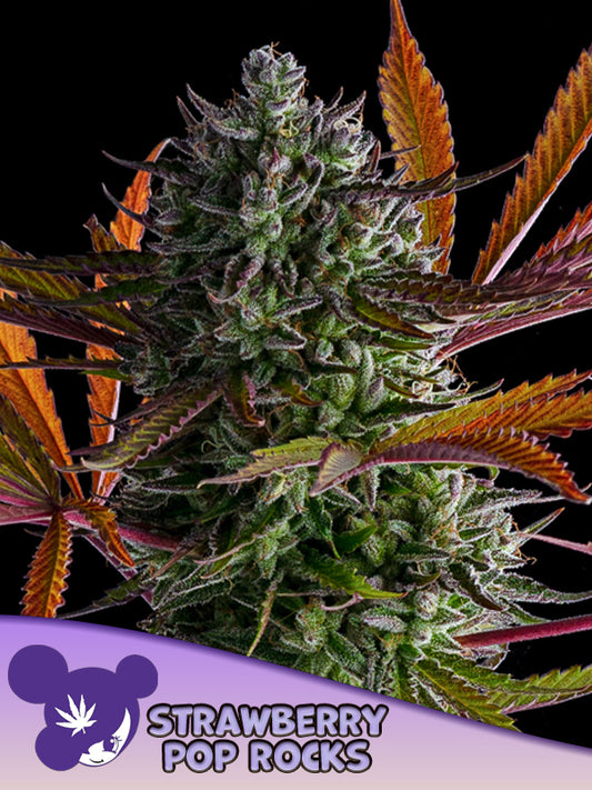 Anesia Seeds / Strawberry Pop Rocks