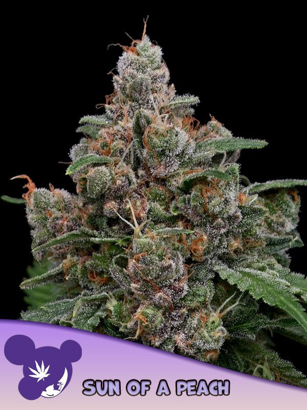 Anesia Seeds/ Son of a Peach