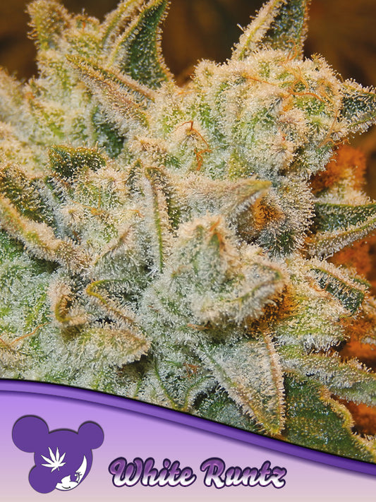Anesia Seeds / White Runtz