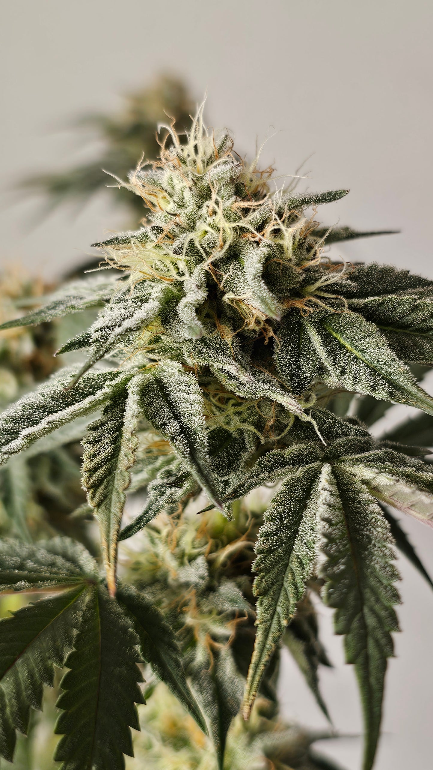 HW Seeds Co. Zereal Z - Premium Cannabis Samen