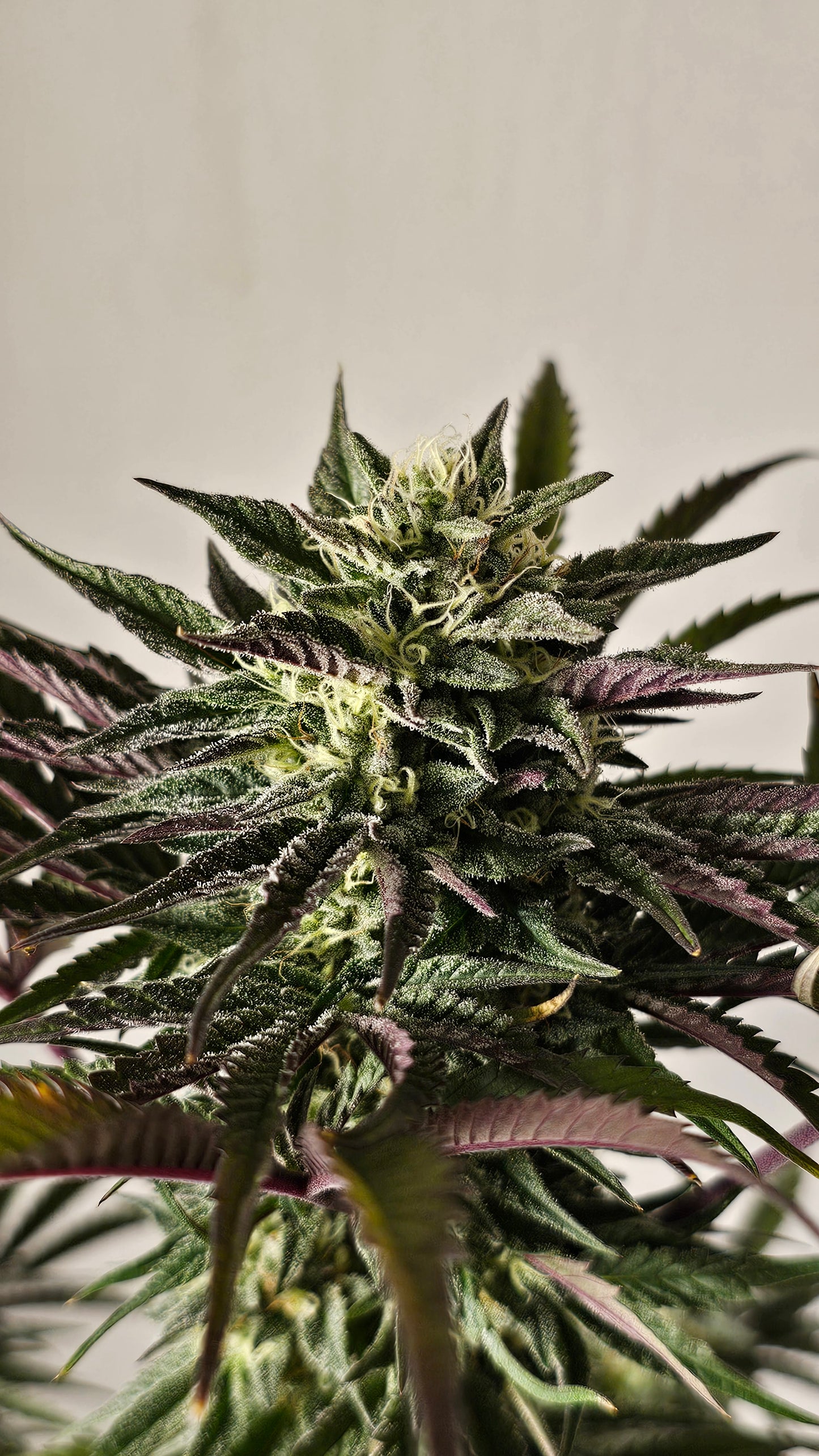 Gary Payton - Premium Cannabis Samen | HW Seeds Co.