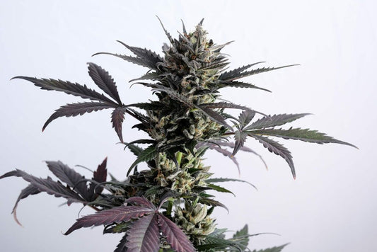 Kannabia Seeds Lemon Haze Auto 3+1 - Zitrusfrische Haze automatisch feminisiert