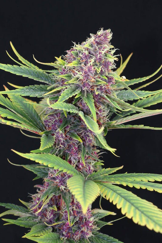 Kannabia Seeds Purple Kush 3+1 - Klassische violette Indica feminisiert