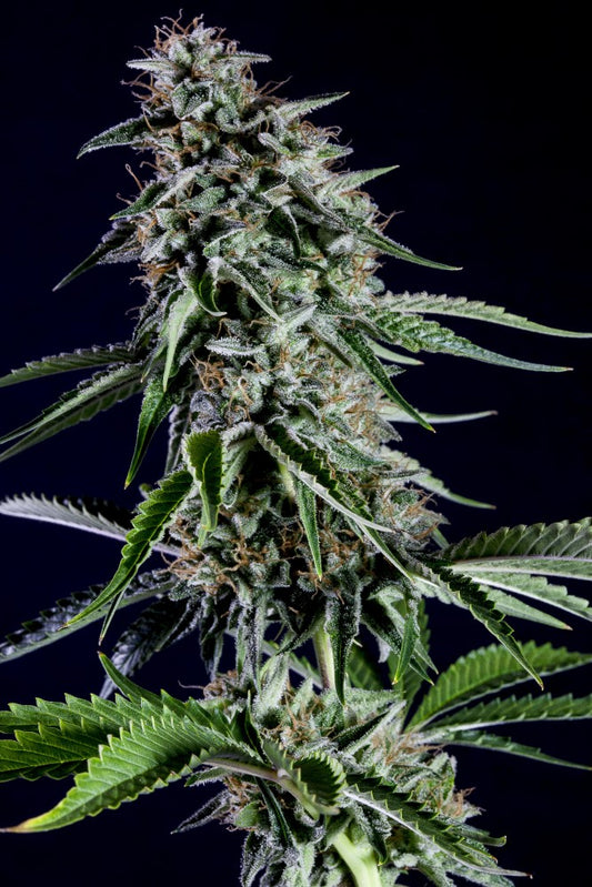 Kannabia Seeds Rainbow Sherbert#11 3+1 - Neue 2024 US-Genetik feminisiert