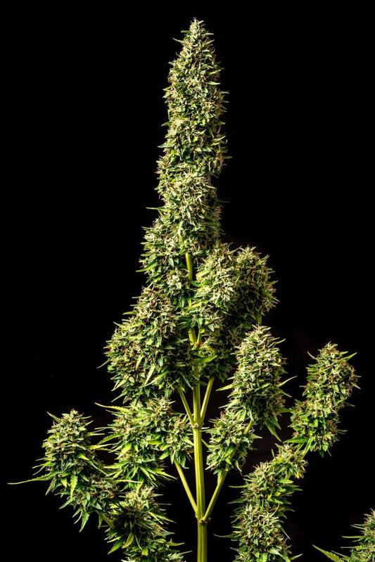 Kannabia Seeds Runtz Auto 3+1 - Legendäre Süße automatisch feminisiert