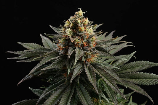 Kannabia Seeds Sativa Dream 3+1 - Reine Sativa-Energie feminisiert