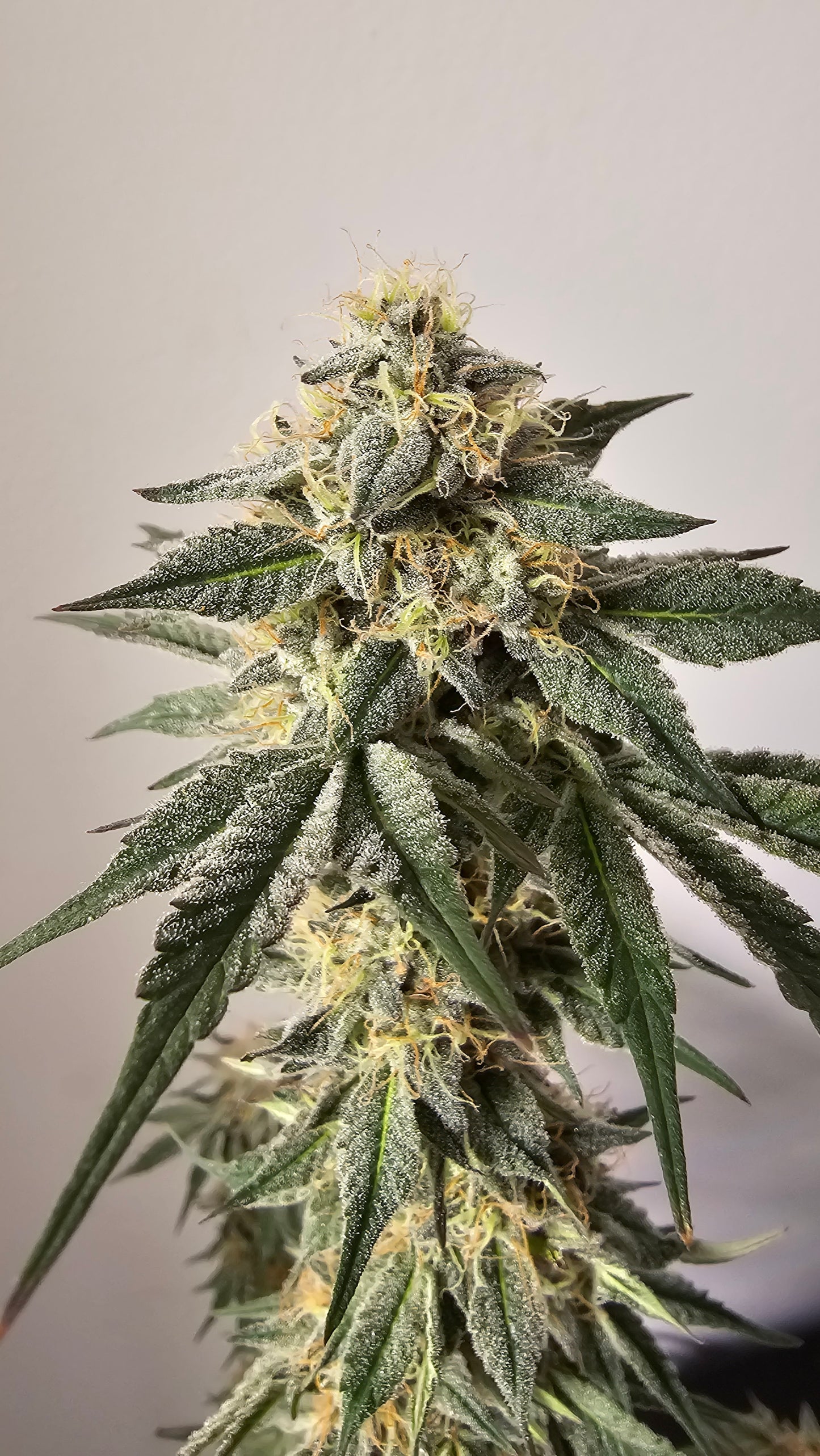 HW Seeds Co. Zereal Z - Premium Cannabis Samen